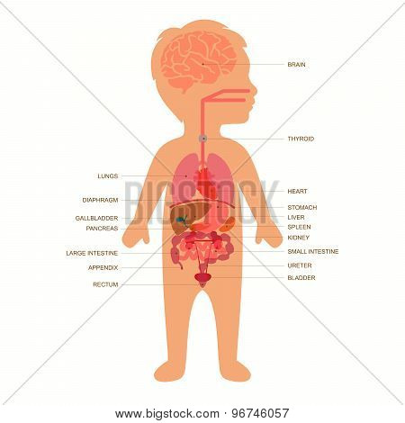 human body anatomy,  child