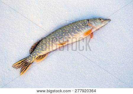 Pike Fishing In Winter From The Ice. The Fishing For Big Pike On The Spinner. Sport Fishing On The P