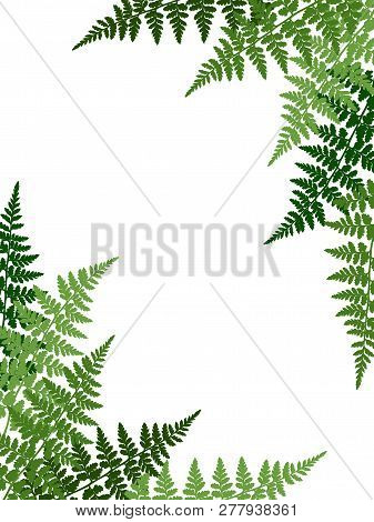 Fern Frond Tropical Leaves Frame Vector Illustration. Bush Plant Leaves Decoration On White Backgrou