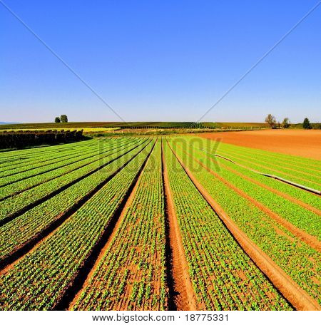 Paysage agricole avec des rangées de salade