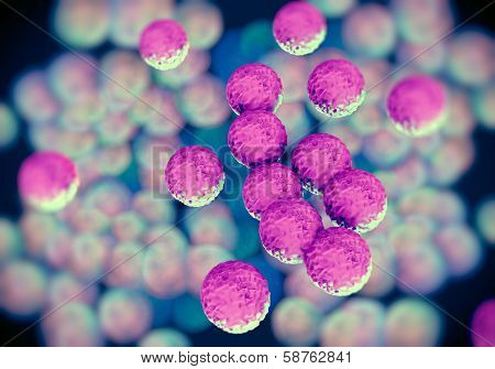 MRSA bacteria or superbug bacteria