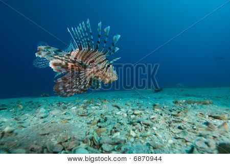 Common lionfish