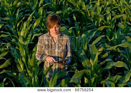 Agronomist With Tablet Computer In Corn Field