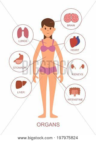 Internal organs of the human body. Anatomy of the female body. Human anatomy with internal organ, vector illustration