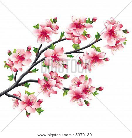 Cherry Blossoms Branch, Japanese Tree Sakura