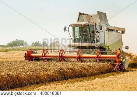 Rotary Straw Walker Cut And Threshes Ripe Wheat Grain. Man In Combine Harvesters With Grain Header, 