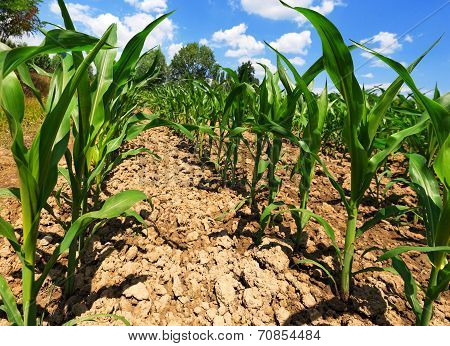 Small Corn Plants - View From Below