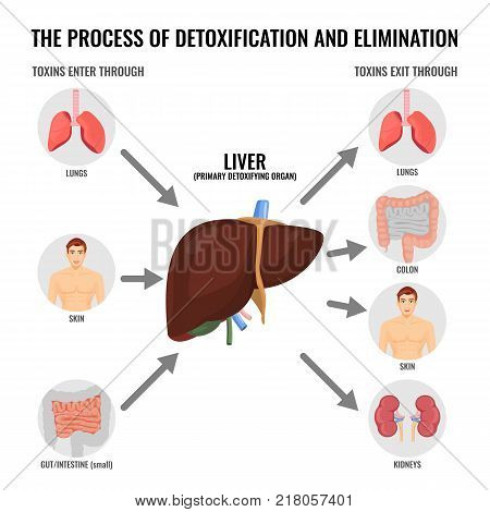 Process of detoxification and elimination medical poster with simple scheme. Liver and other human organs that suffer from toxins vector illustration.