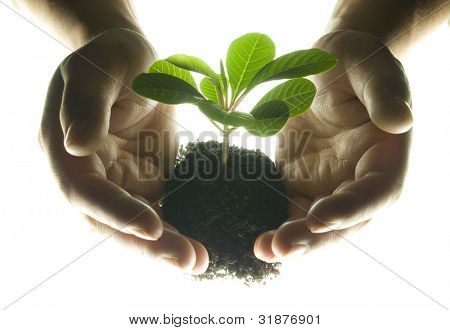 Hands and plant isolated on white background