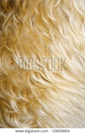 Close up of mixed breed dogs fur.