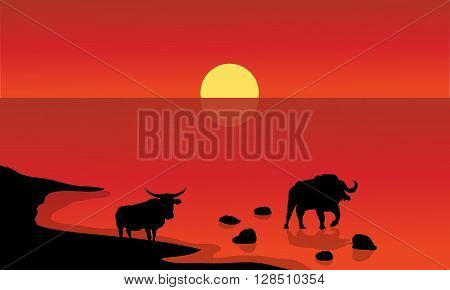 Silhouette of bull in lake with red backgrounds