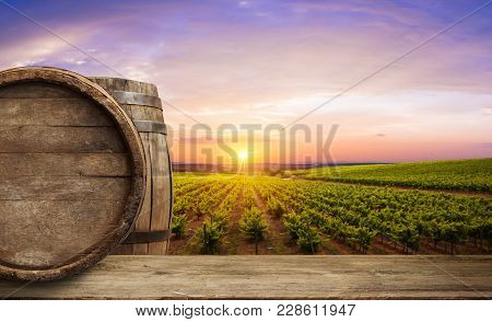 Ripe Wine Grapes On Vines In Tuscany, Italy. Picturesque Wine Farm, Vineyard. Sunset Warm Light.