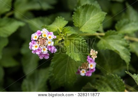 Umbelanterna Flower, Lantana Camara, Close-up Stock Photo, Selective Focus