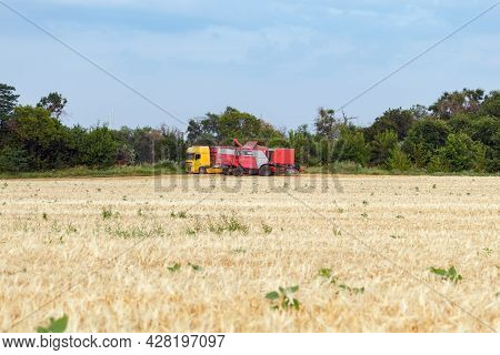 Wheat Harvesting On Field In Summer Season. Combine Harvester Harvests Ripe Wheat. Agriculture. Proc