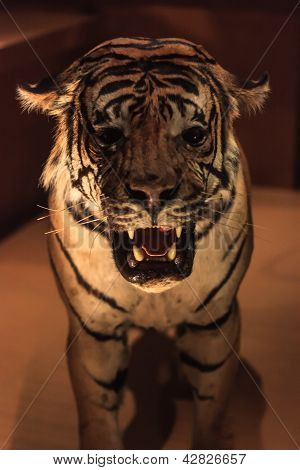 Stuffed tiger in the museum