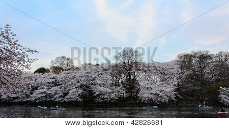 Sakura in the park