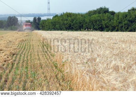 Wheat Harvesting On Field In Summer Season. Combine Harvester Harvests Ripe Wheat. Agriculture. Proc