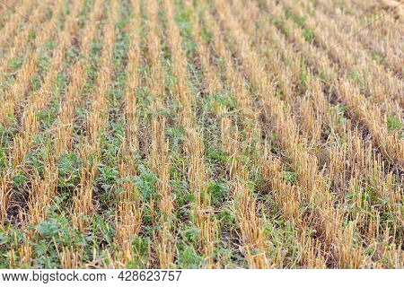 Wheat Harvesting On Field In Summer Season. Combine Harvester Harvests Ripe Wheat. Agriculture. Proc