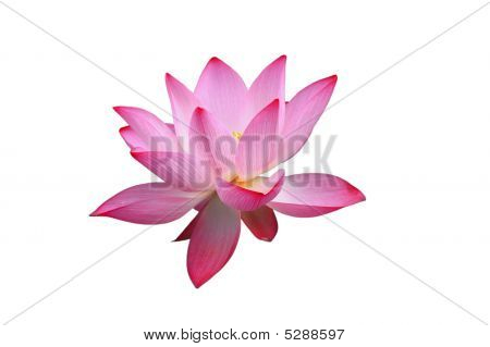 schöne red Lotus auf den weißen Hintergrund isoliert