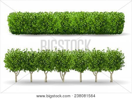 Bush In The Form Of A Green Hedge. Ornamental Plant. The Garden Or The Park. Set Of Fences. Vector G