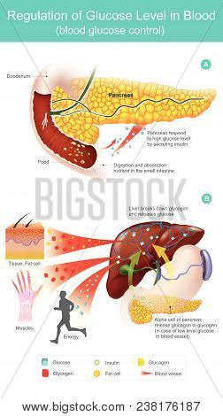 Pancreas Respond To High Glucose Level By Secreting Insulin. Alpha Cell Of Pancreas Release Glucagon