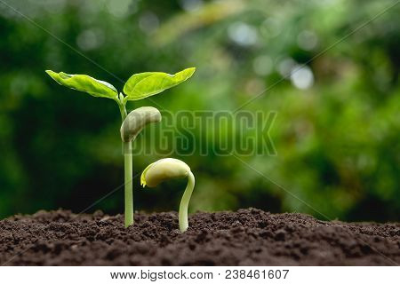 Young Plants Growing  From Seed Step Up  In Nature With The Fertile Soil.