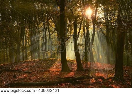 Autumn Misty Forest Fog Landscape. Forest Mist Autumn Fog View. Autumn Forest Mist Fog Scene. Misty 