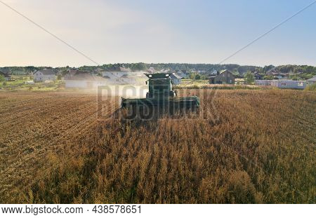 Combine Harvester Working On Harvesting Rapeseed, Aerial View. Farm Harvest Season In Rural. Harvest