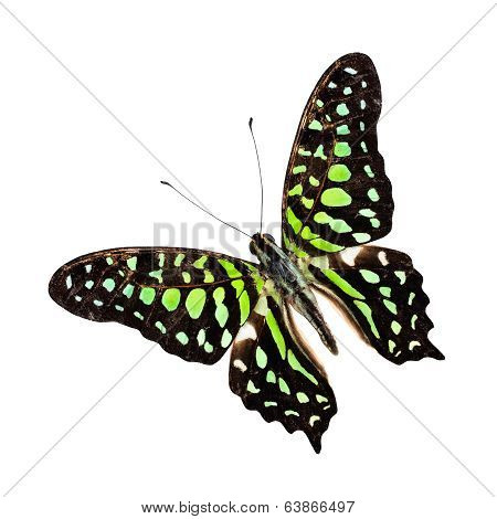 Great Tailed Jay Butterfly (graphium Agamemnon) Upper Wing Profile Isolated On White Background