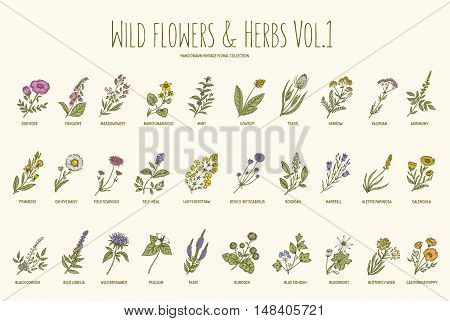 Wild flowers and herbs hand drawn set. Volume 1. Botany. Vintage flowers. Vector illustration in the style of engravings.