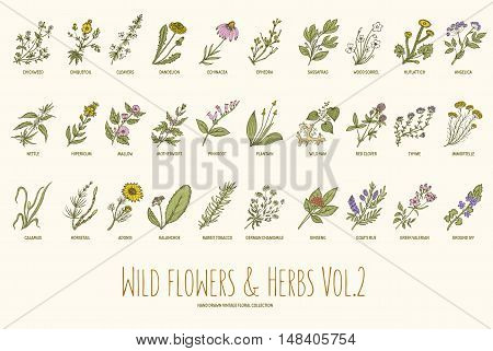 Wild flowers and herbs hand drawn set. Volume 2. Botany. Vintage flowers. Vector illustration in the style of engravings.