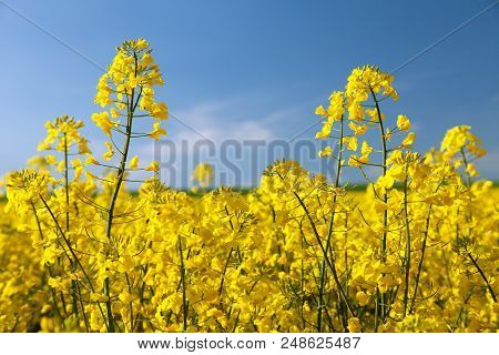 Detail Of Flowering Rapeseed Canola Or Colza In Latin Brassica Napus, Plant For Green Energy And Oil