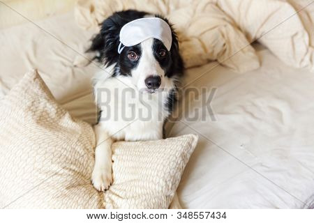 Do Not Disturb Me Let Me Sleep. Funny Puppy Border Collie With Sleeping Eye Mask Lay On Pillow Blank