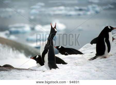 Singing Penguin