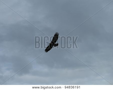 aigle dans le ciel