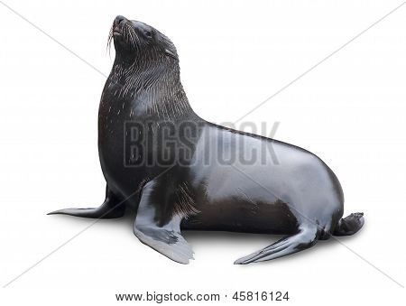 Brown Fur Seal