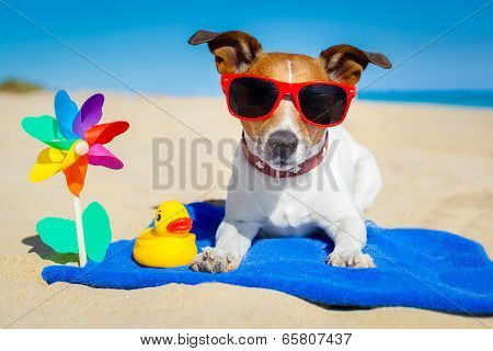 Dog At Beach