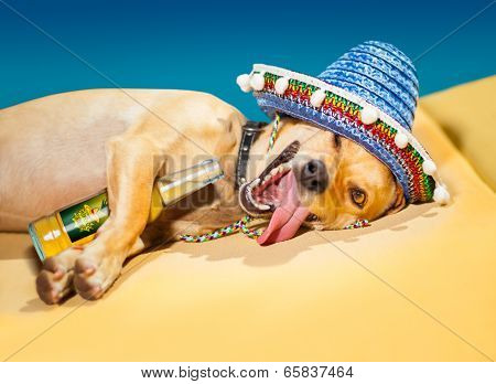 Drunk Mexican Dog