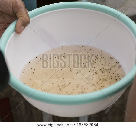 Larval shrimp in plastic bowl. Aquaculture animals.