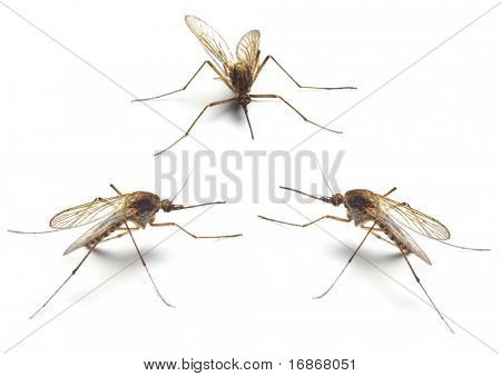 Three Anopheles mosquitos - dangerous vehicle of infection - isolated on white background