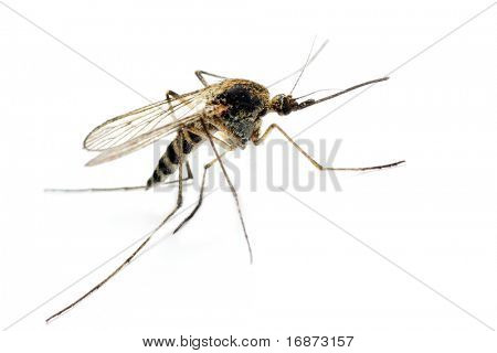 Anopheles mosquito - dangerous vehicle of infection - isolated on white background