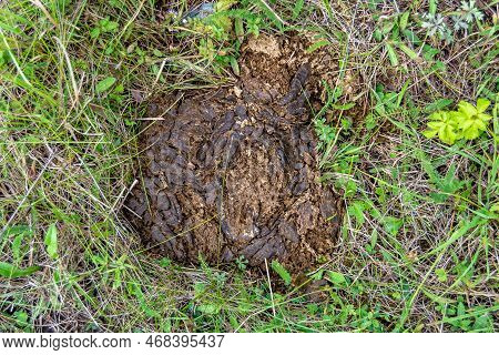 Photography On Theme Fresh Cow Dung Lies On Manure Animal Farm