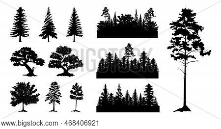 Forest Wood Black Silhouettes, Different Trees. Pine Or Fir Canopy, Woodcut Sketch, Leaf And Branch 