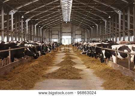 cow farm agriculture