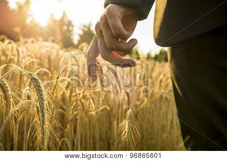 Businessman Walking Through A Golden Wheat Field Reaching Down With His Hand Touching An Ear Of Ripe