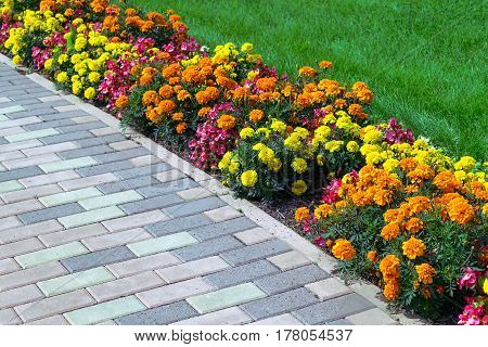 Flowerbed of different colors arranged along the edge of the green lawn and walkway of pavers. Flowers of different colors yellow orange pink and red. Pavers brown.