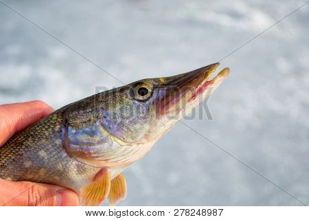 Pike Fishing In Winter From The Ice. The Fishing For Big Pike On The Spinner. Sport Fishing On The P