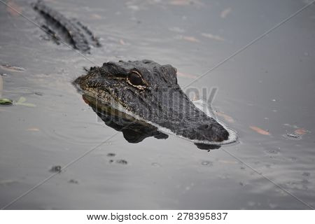 Deadly And Dangerous Alligator Swimming In Shallow Swampy Water.