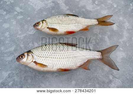 Two Roaches Lying On The Ice. Fishing In Winter With Ice On The Jig.