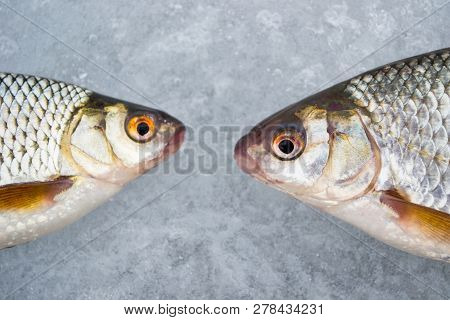 Two Roaches Lying On The Ice. Fishing In Winter With Ice On The Jig. Head To Head.